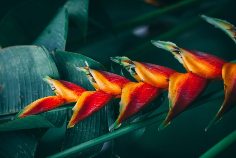 Abstrakte Formen in Orange und Grün, die Natur und modernes Design vereinen.