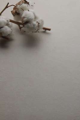 Natürliche Baumwollzweige auf hellem Hintergrund für eine gemütliche Atmosphäre.