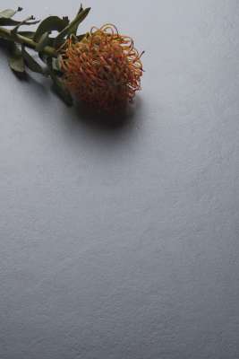 Hochwertige Ästhetik: orangefarbene Blüte auf grauem Untergrund.