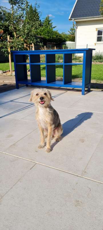 Glücklicher Hund auf hellen, robusten Outdoor-Fliesen im Garten.
