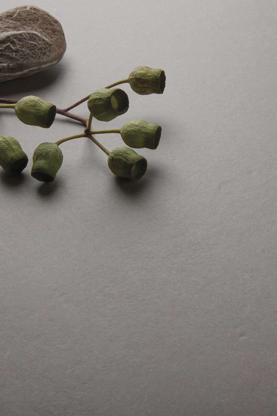 Strukturierte graue Fliese mit Eukalyptus-Kapseln und Stein.